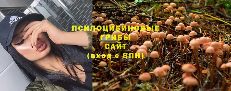 Псилоцибиновые грибы Psilocybe  дарнет шоп  Карпинск 